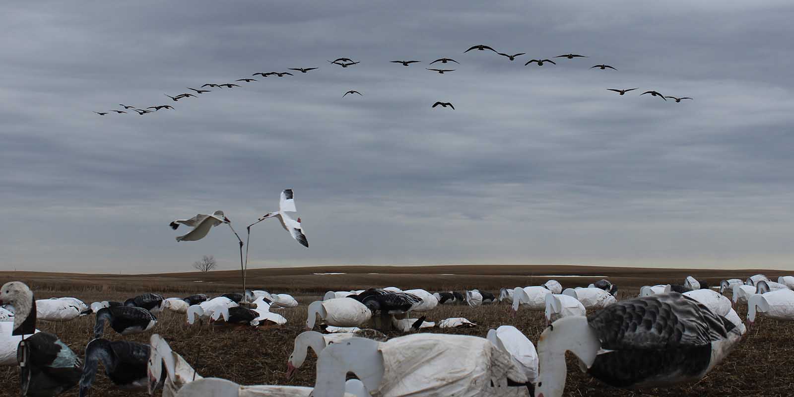 Landing Canada Geese in Sillo Spread 2018